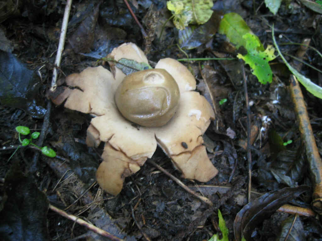2005 :  Un anno di funghi